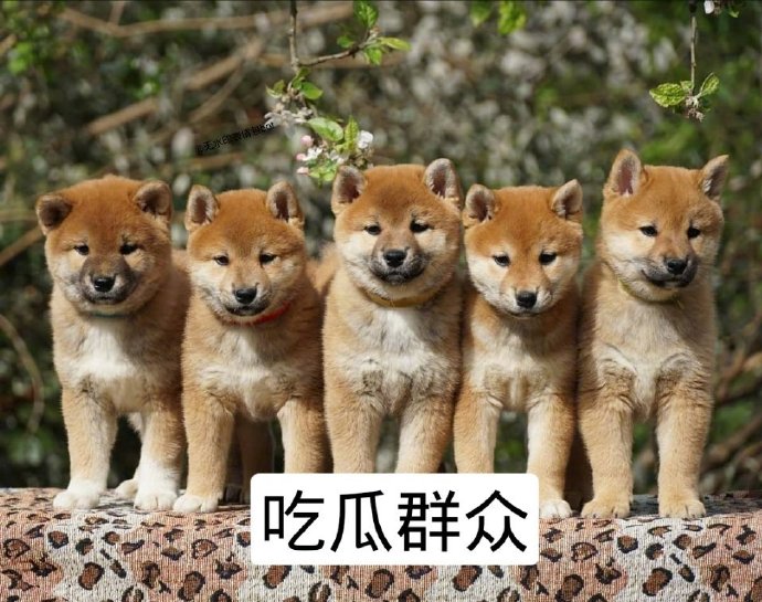 最近内娱真的没有什么瓜可以吃. 哦,你说范丞丞塌房啊,可能粉丝会难过
