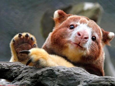 仔细看,这是树袋鼠,唯一一种会爬树的袋鼠,可不是考拉哦