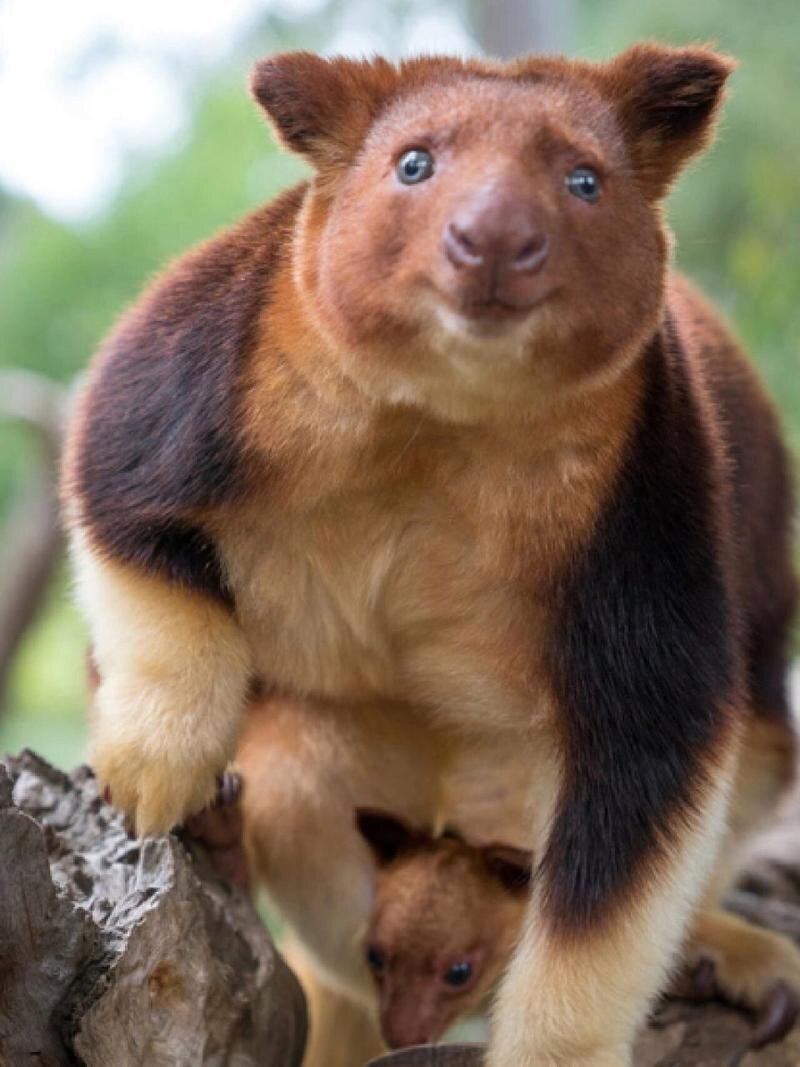 仔细看,这是树袋鼠,唯一一种会爬树的袋鼠,可不是考拉哦