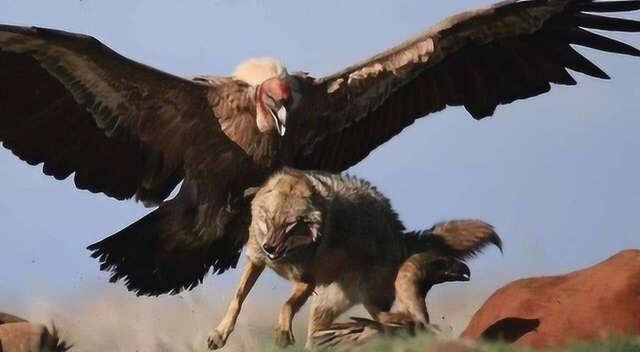 因为其脖颈处的羽毛是金褐色的,所以得名"金雕"