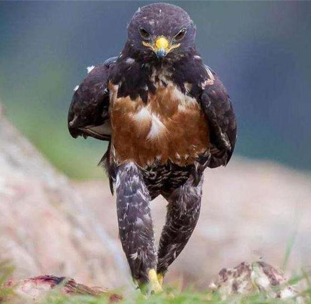 因为其脖颈处的羽毛是金褐色的,所以得名"金雕"