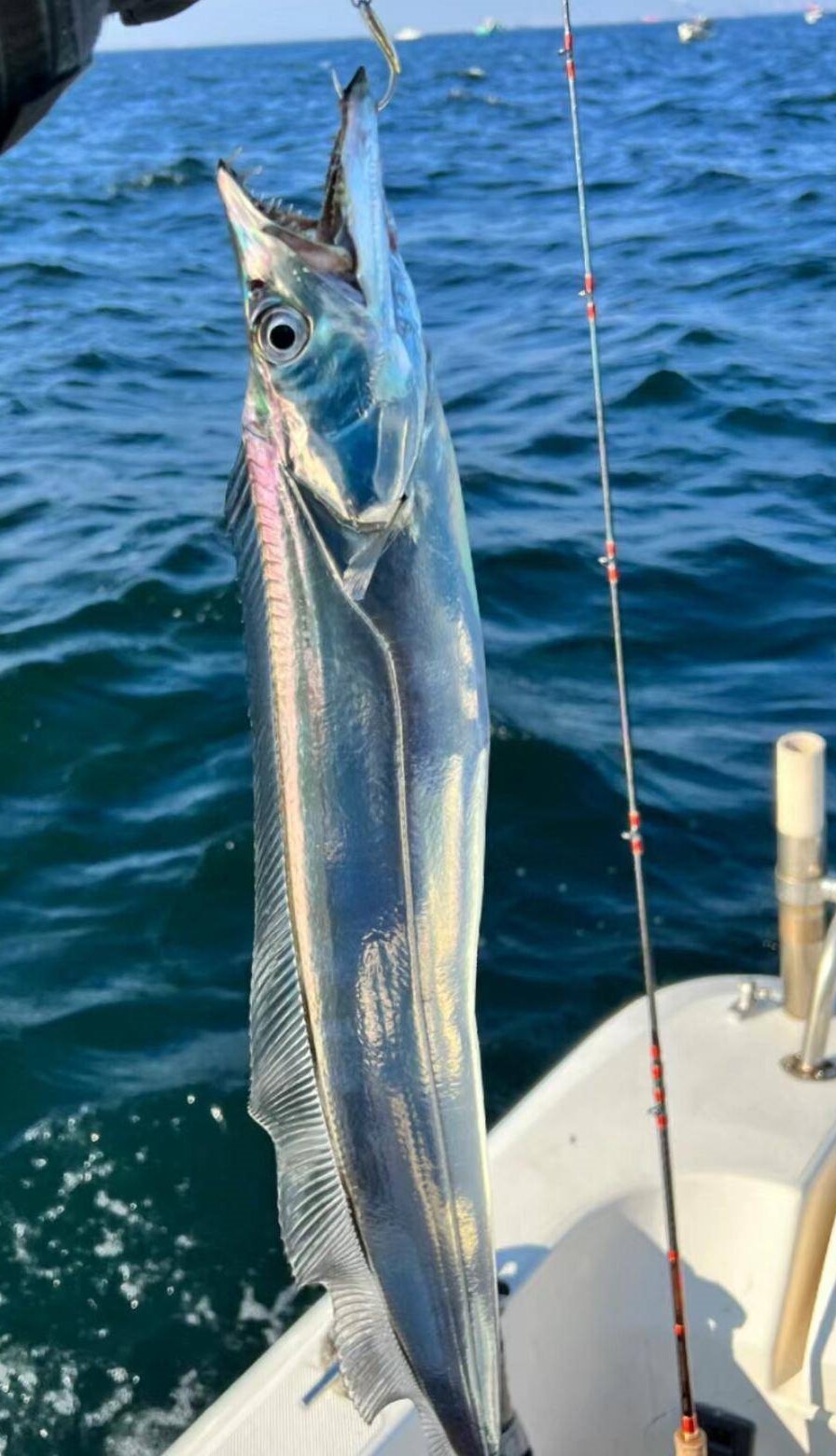 带鱼嘴巴大,身体长,呈扁平带状,向尾部渐细,尾巴长,没有鳞片