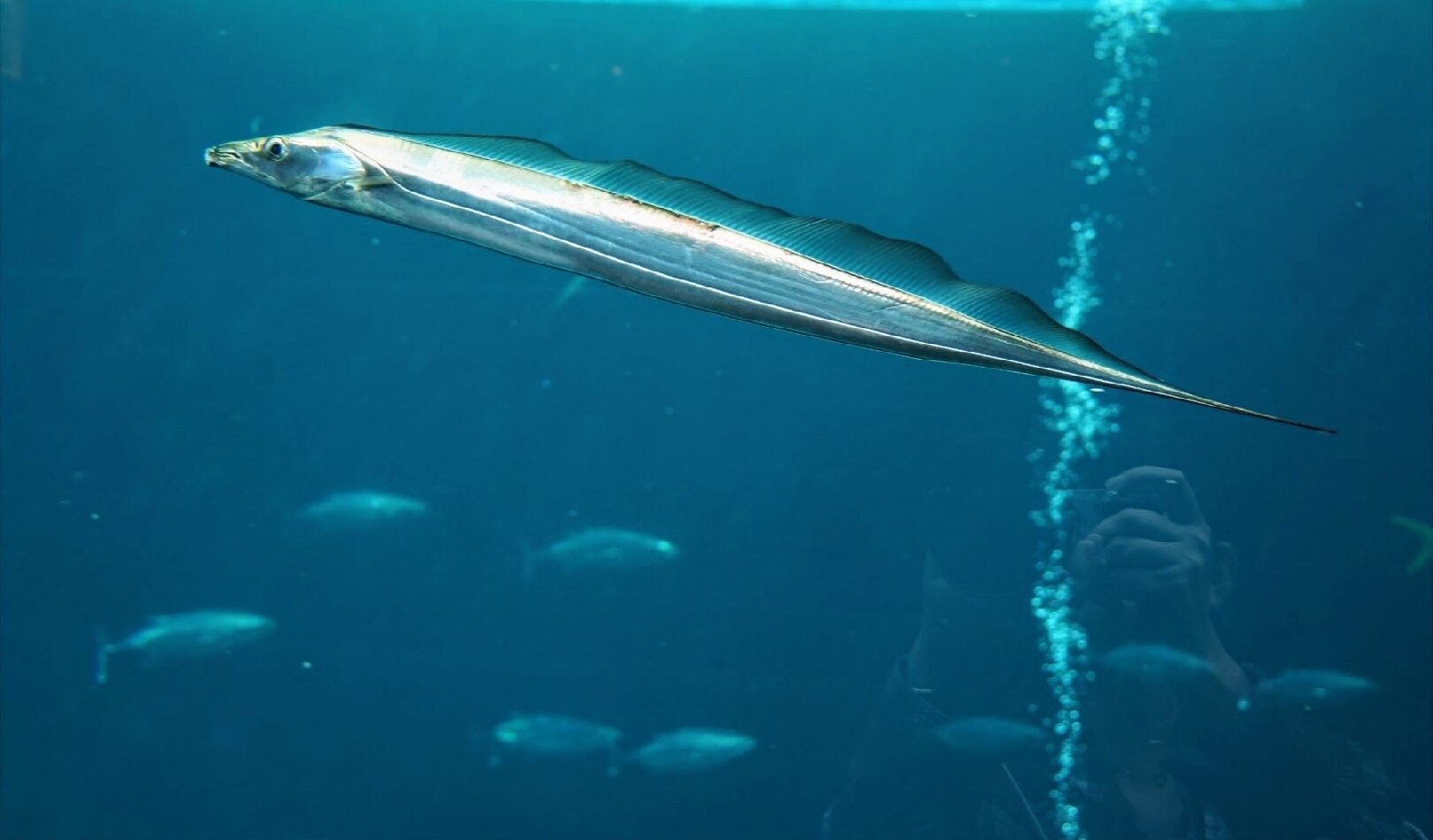 带鱼嘴巴大,身体长,呈扁平带状,向尾部渐细,尾巴长,没有鳞片