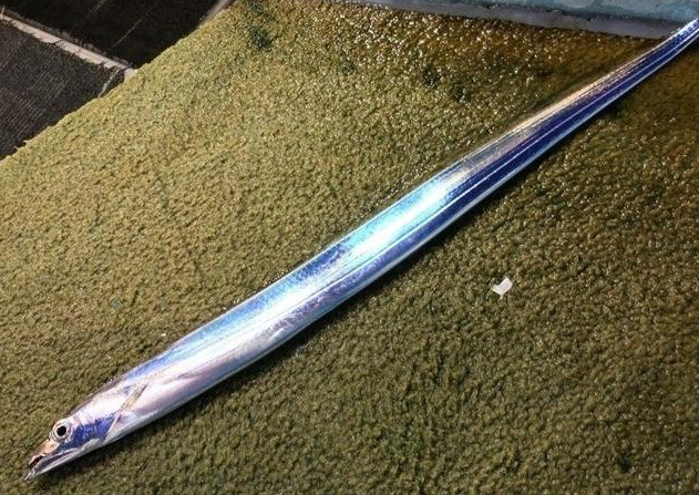 带鱼嘴巴大,身体长,呈扁平带状,向尾部渐细,尾巴长,没有鳞片