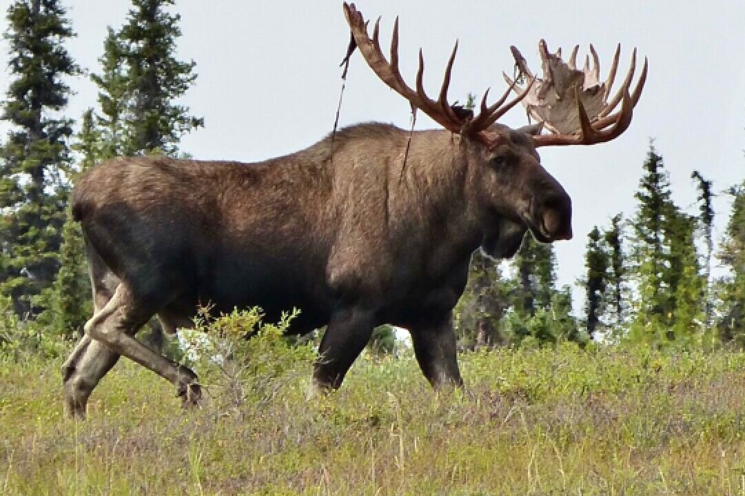 驼鹿因其高大的身躯和四条长腿与骆驼相似,肩部高耸,则面又像骆驼背部