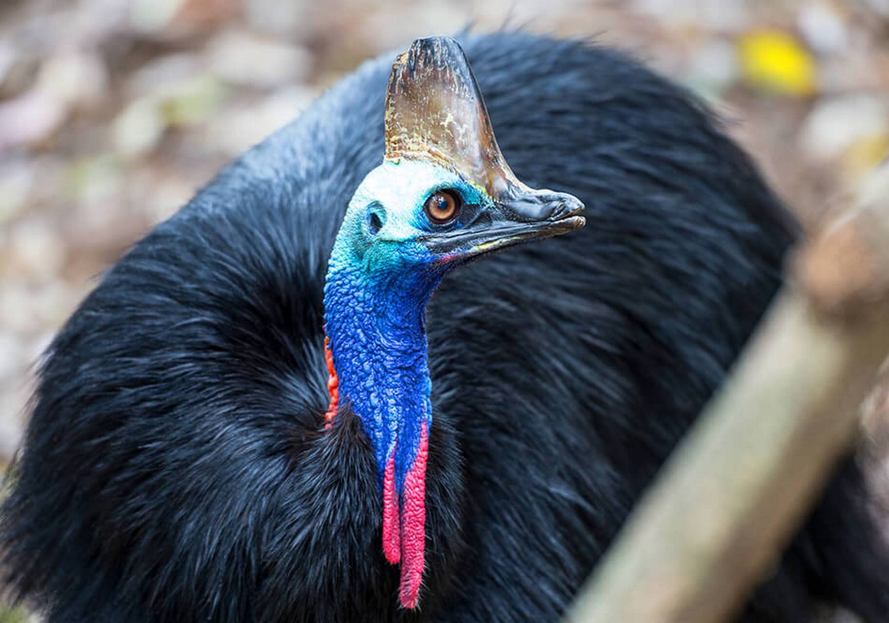 鹤鸵又名食火鸡,是澳洲第二大鸟,世界第三大鸟,体重仅次于鸵鸟的巨型