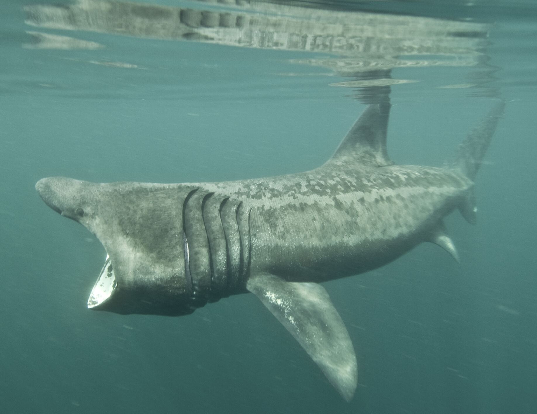 姥鲨不会自主呼吸,只能长大嘴巴一直游泳,用腮耙过滤水中的浮游生物