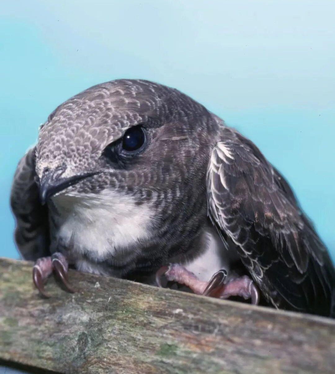 北京雨燕,唯一一种以北京命名的鸟类,因为喜欢在古城楼的空隙里筑巢