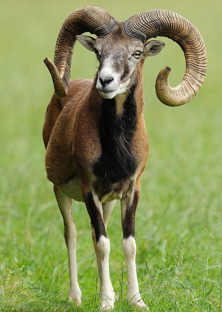 头大脖子粗,尾巴短小,四肢粗短,通体被短毛,一般为暗褐色.