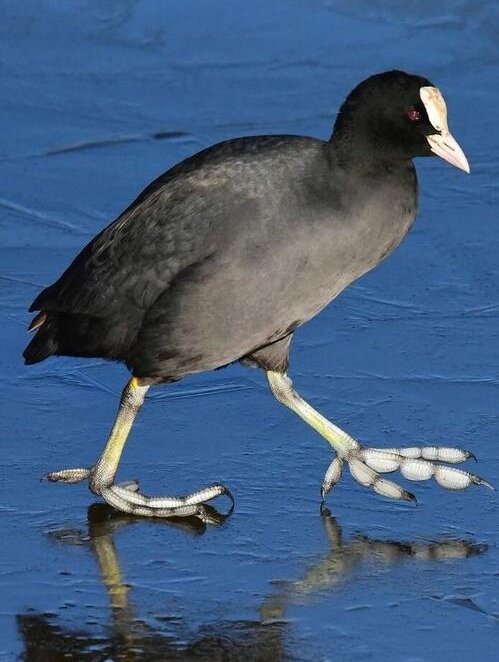 白骨顶又称骨顶鸡,凫翁