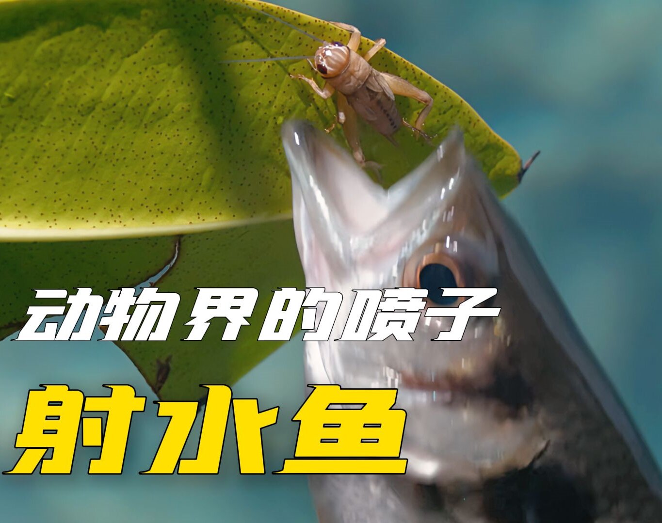 射水鱼又名高射炮鱼,因其能从口中喷射水柱击落昆虫而得名