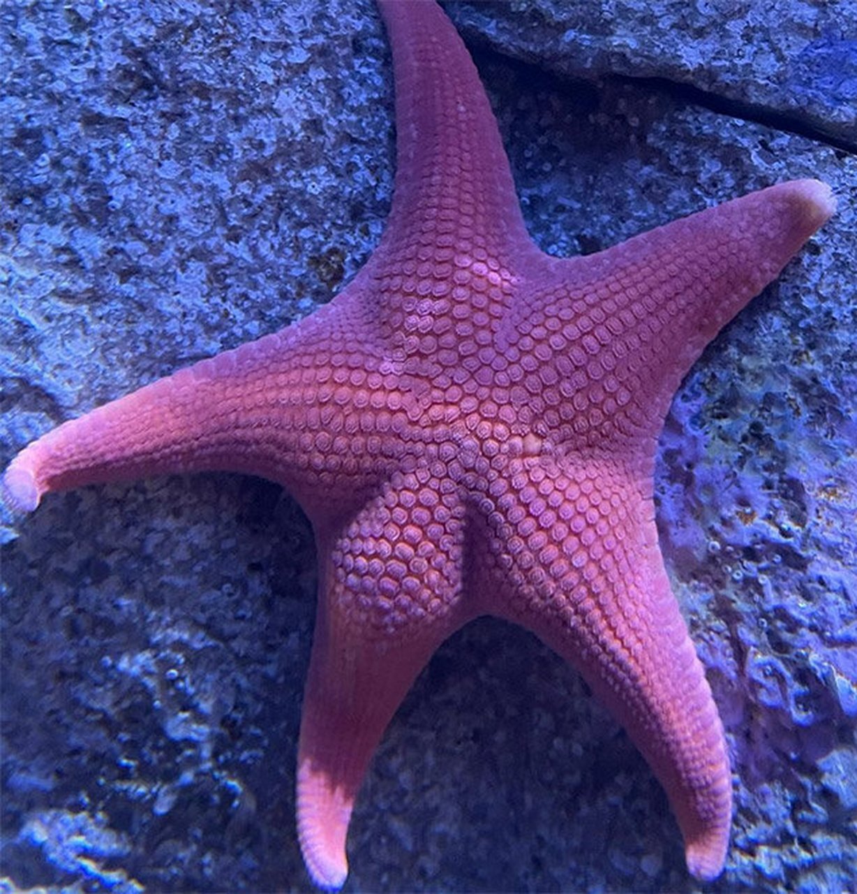 此外,海星的名字还象征广阔和深邃的海洋