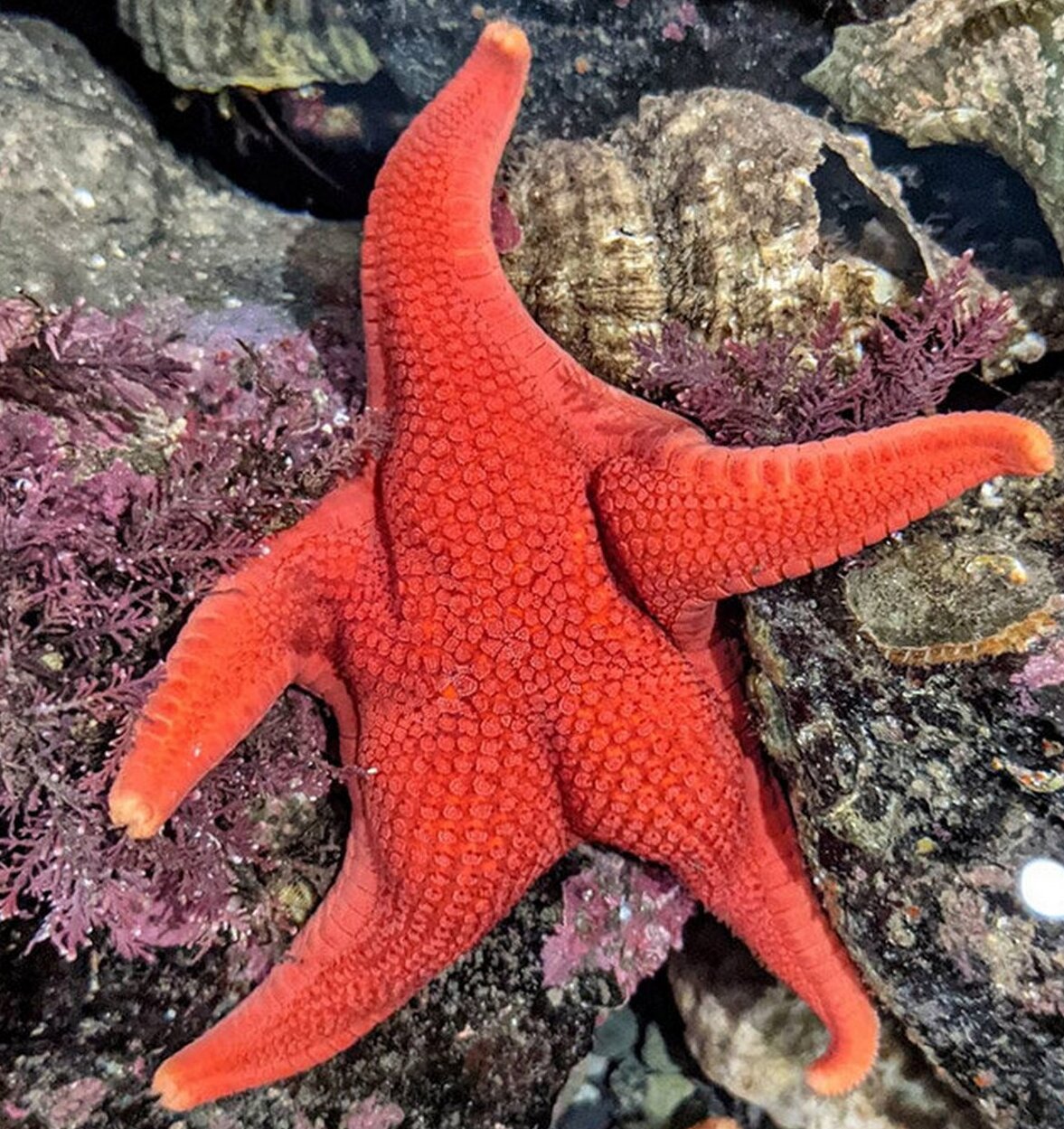 此外,海星的名字还象征广阔和深邃的海洋