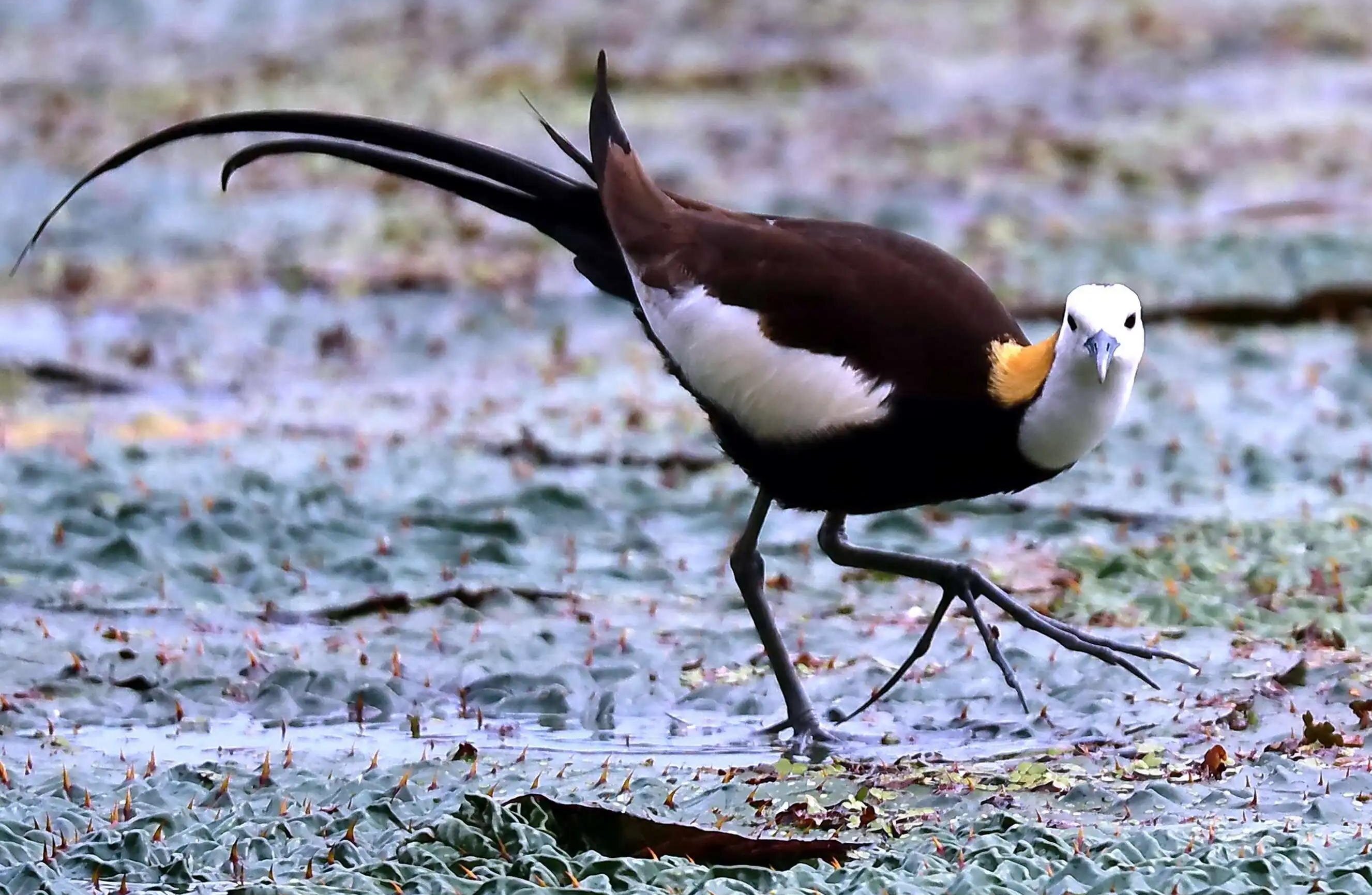 水雉雌鸟会直接把蛋生在荷叶上,然后用胳肢窝把蛋夹起来,雄鸟则负责