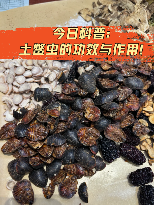 甲虫吃什么食物图片图片