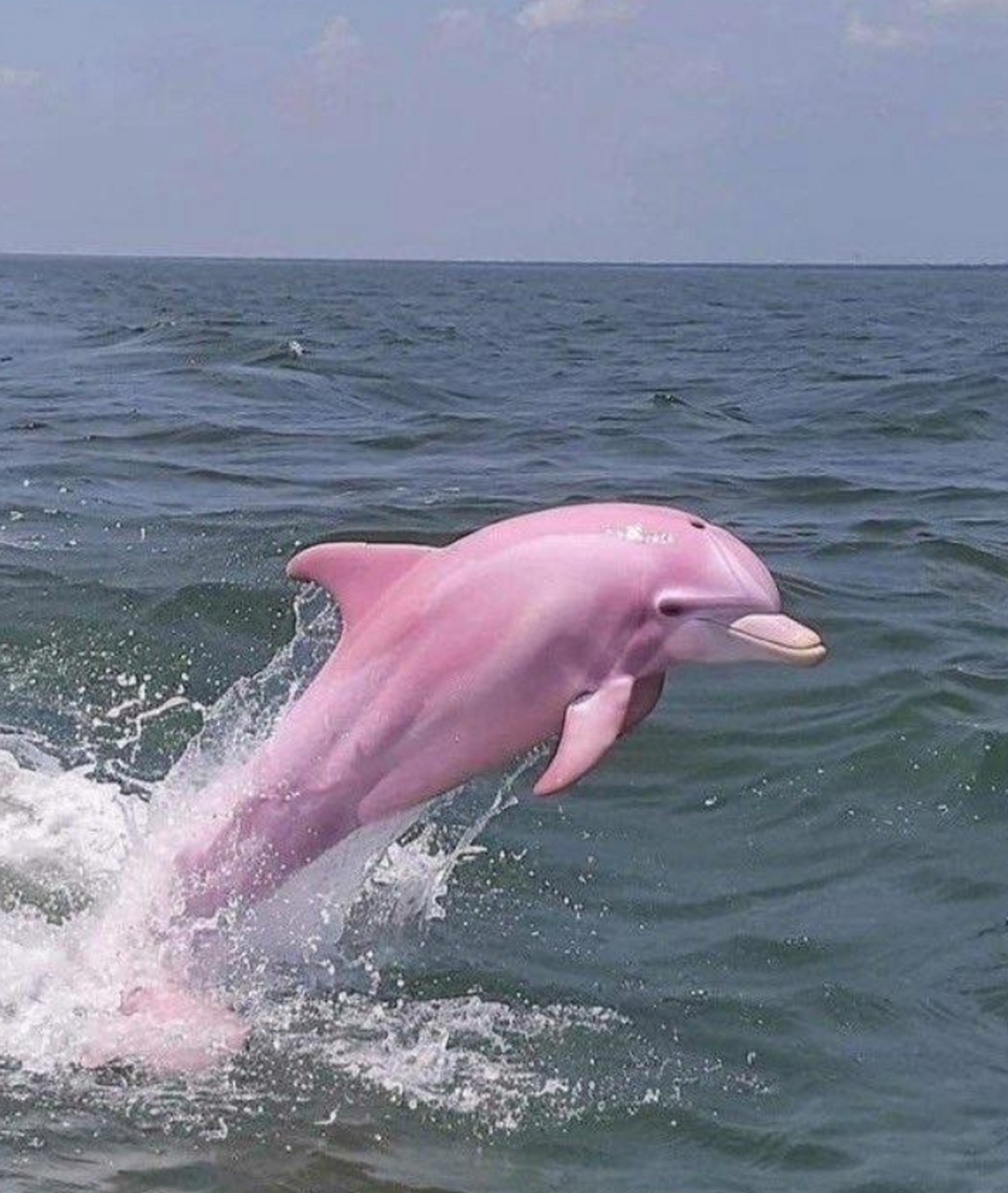 超稀有的粉色海豚,快拿出我的大师球
