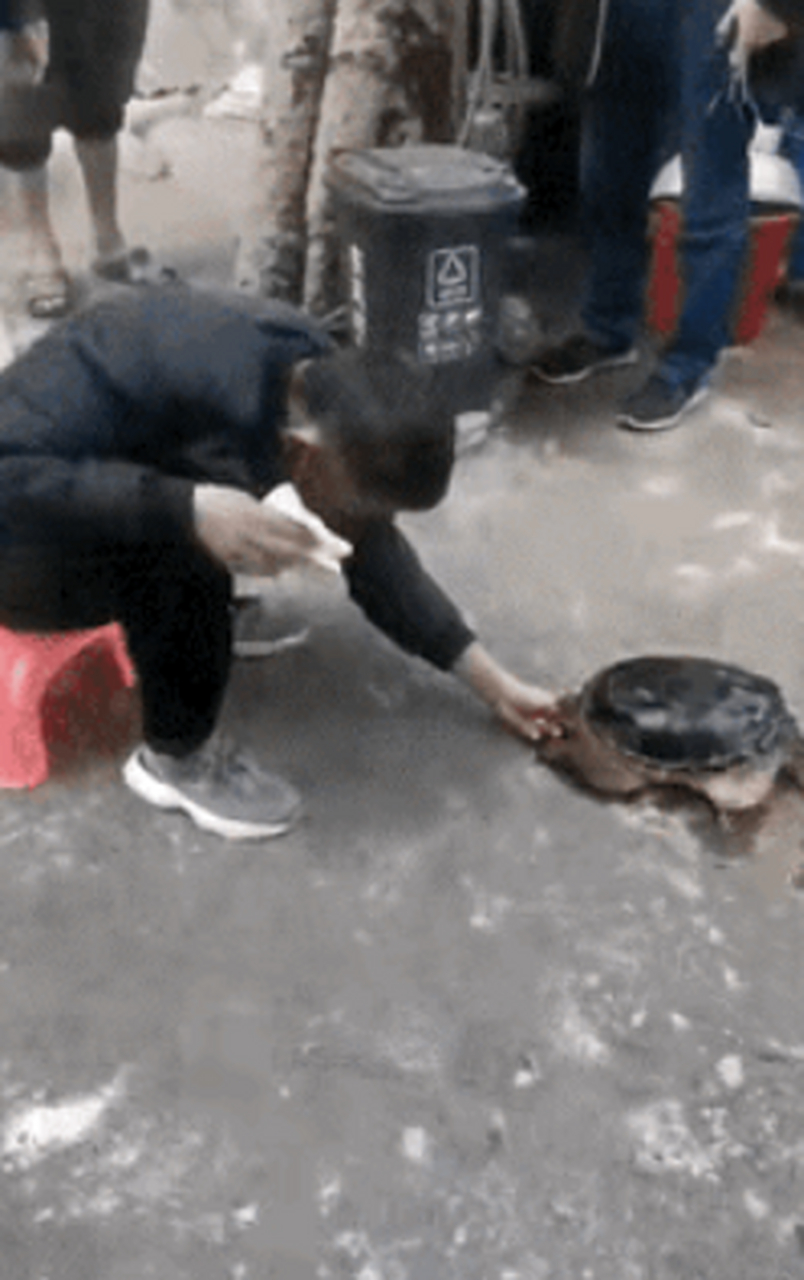 顶不住了,乌龟王八蛋被咬了,雷劈爷不松口的,老铁们想想办法?怎么办?