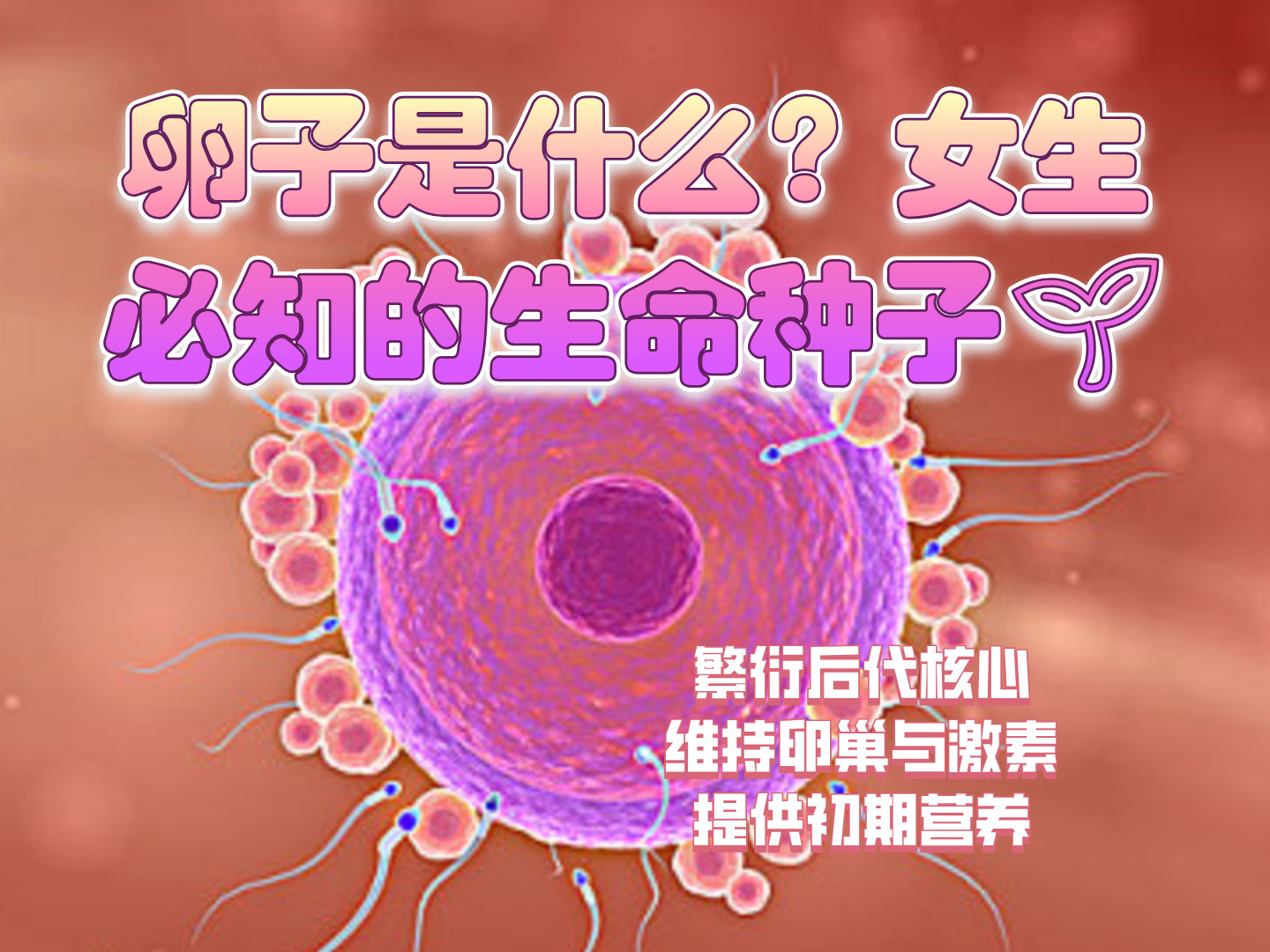 卵子是女性体内的生殖细胞,藏在卵巢里,和精子
