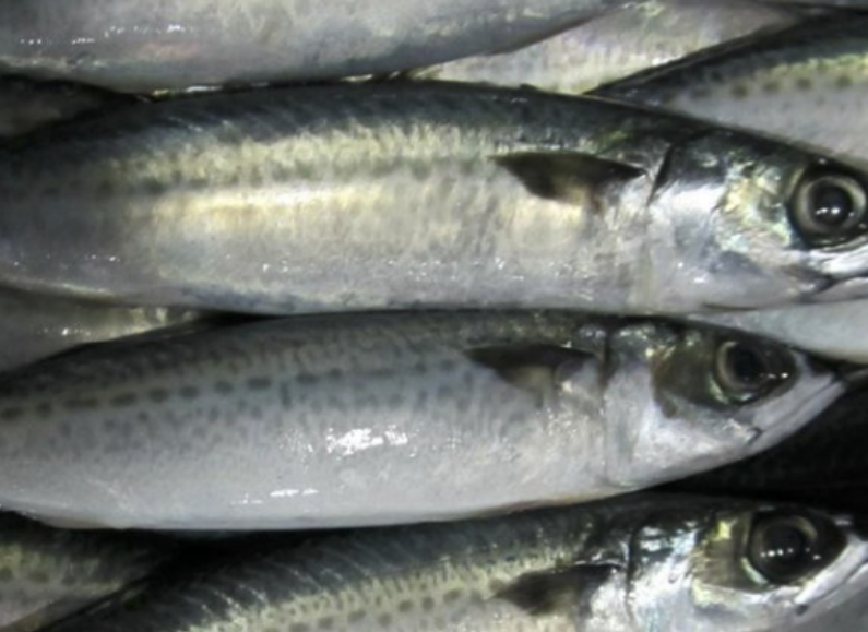 首先,青占鱼作为海洋中的常见鱼类,其繁殖能力强,生长周期短,加之