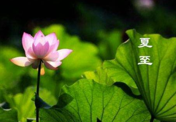 夏至时节,阳气鼎盛,人体易受暑湿侵袭,此时养生当以清热解暑,健脾祛湿