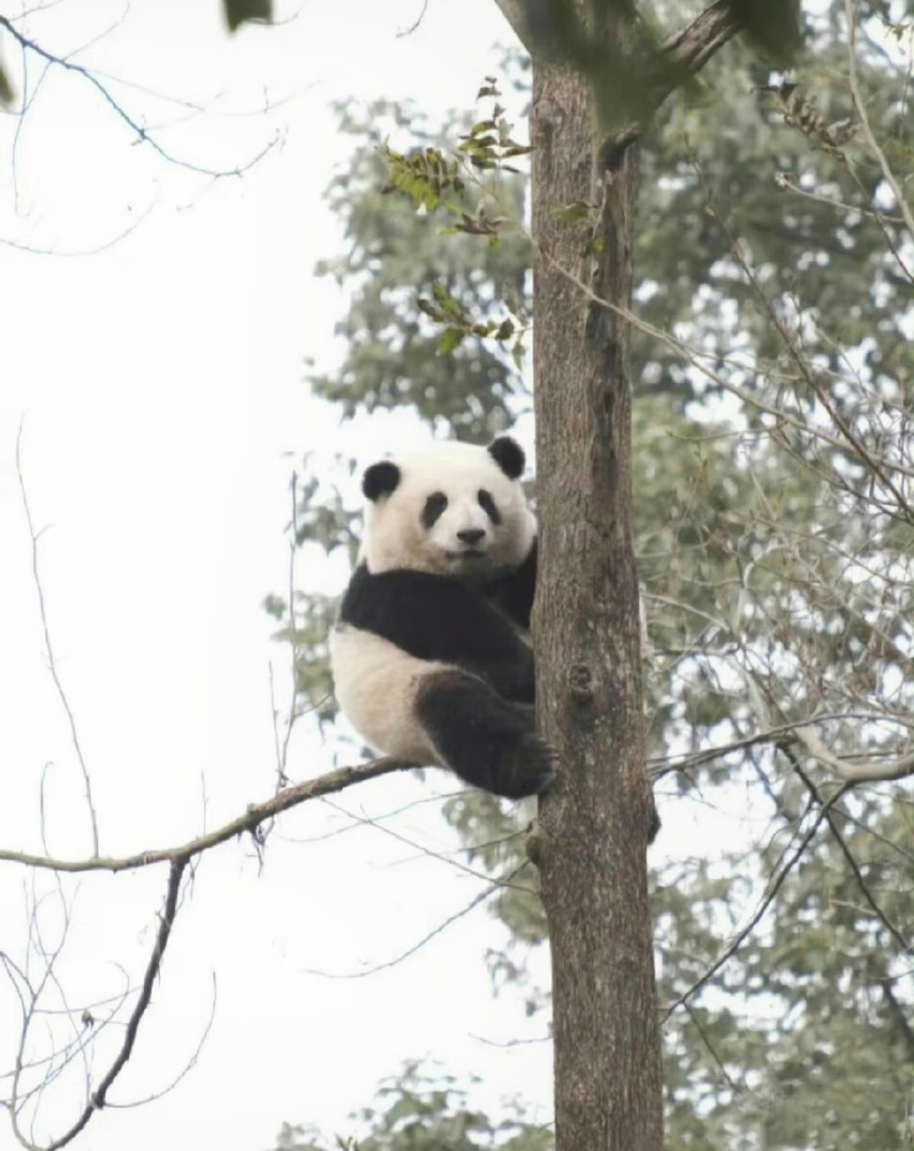 一只熊猫坐树上图片图片