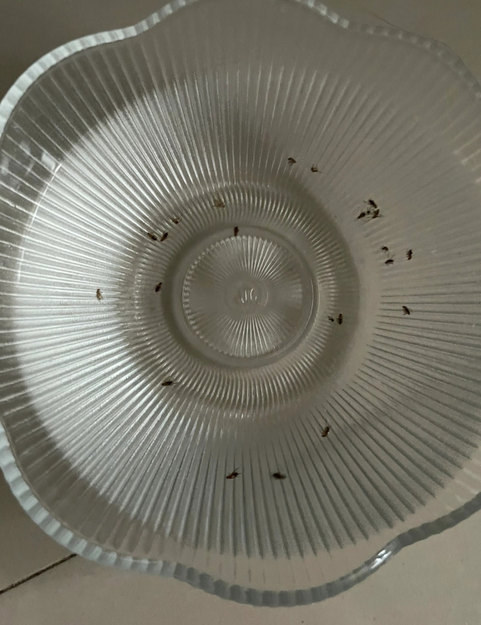 这里为大家整理了几个消灭小飞虫的有效方法.