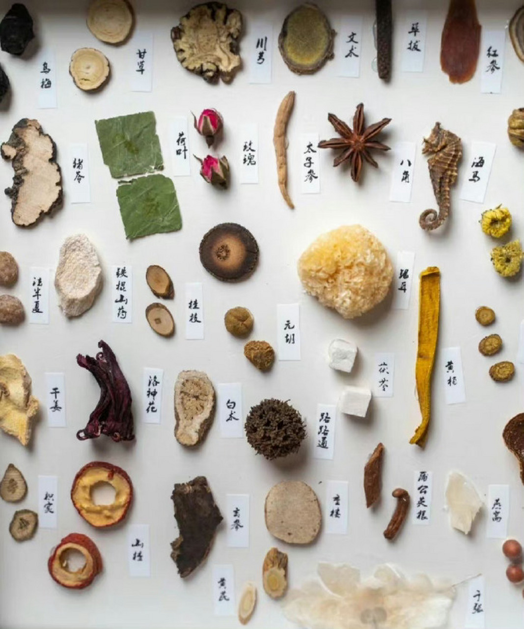 中药标本欣赏