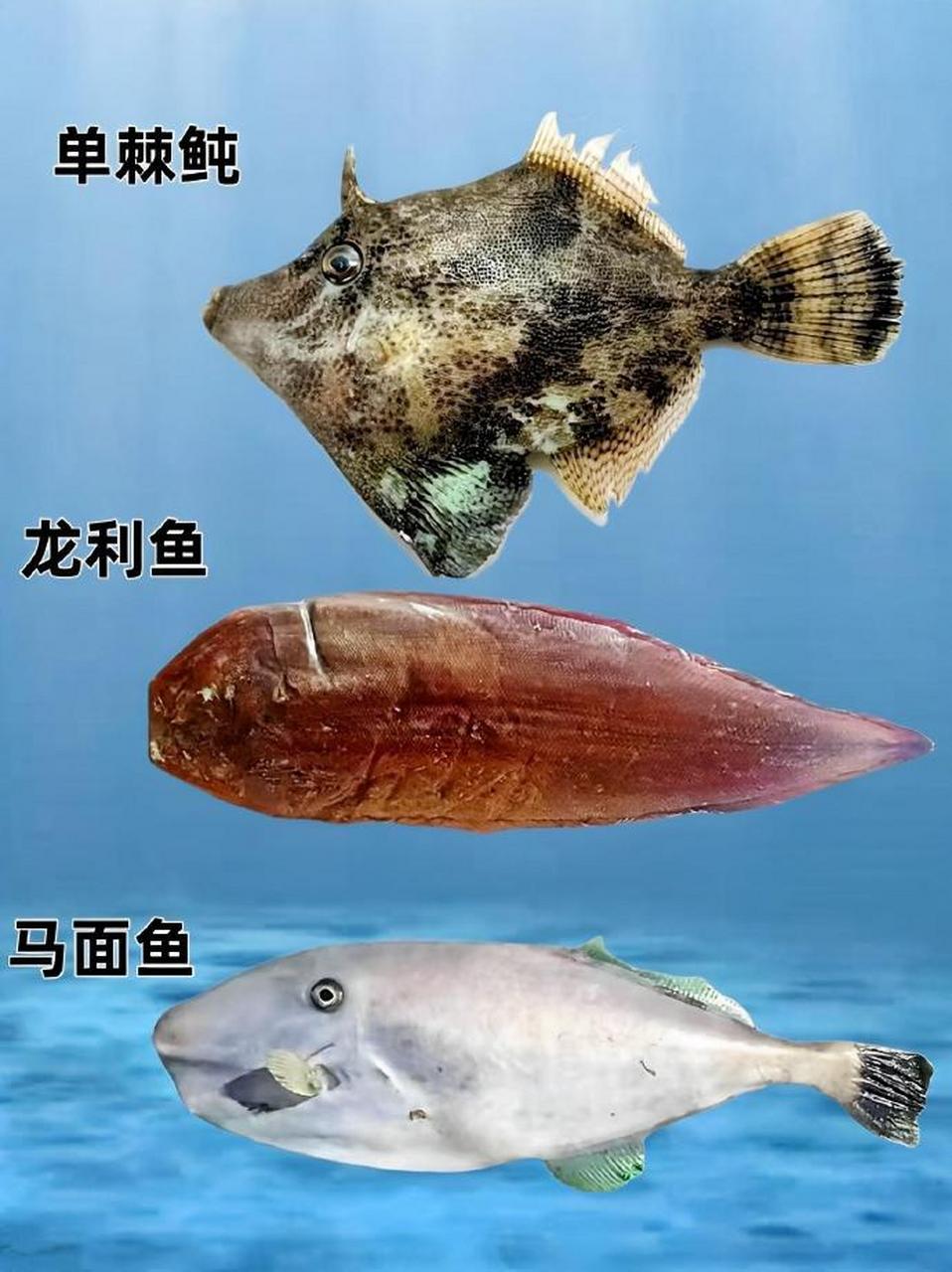 来～认鱼