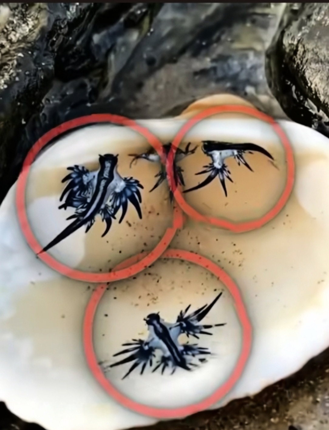 神奇陌生的海洋生物蓝龙它们体型微小在水中漂浮被一位男子收集