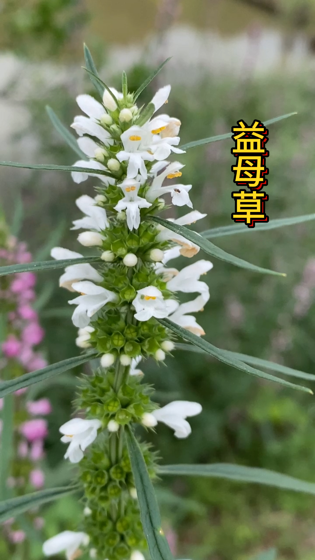 动态连更挑战# 益母草也分白花益母草和红花益母草,你知道吗?