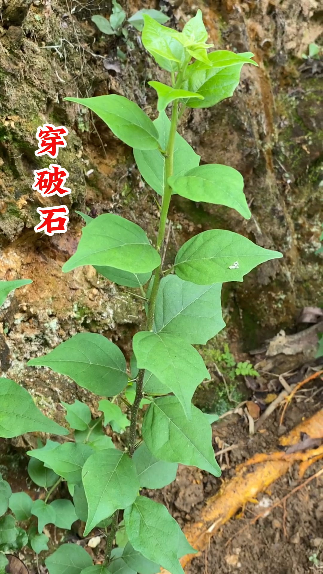 动态连更挑战# 山上有一种植物叫穿破石,快来看看你认识吗?