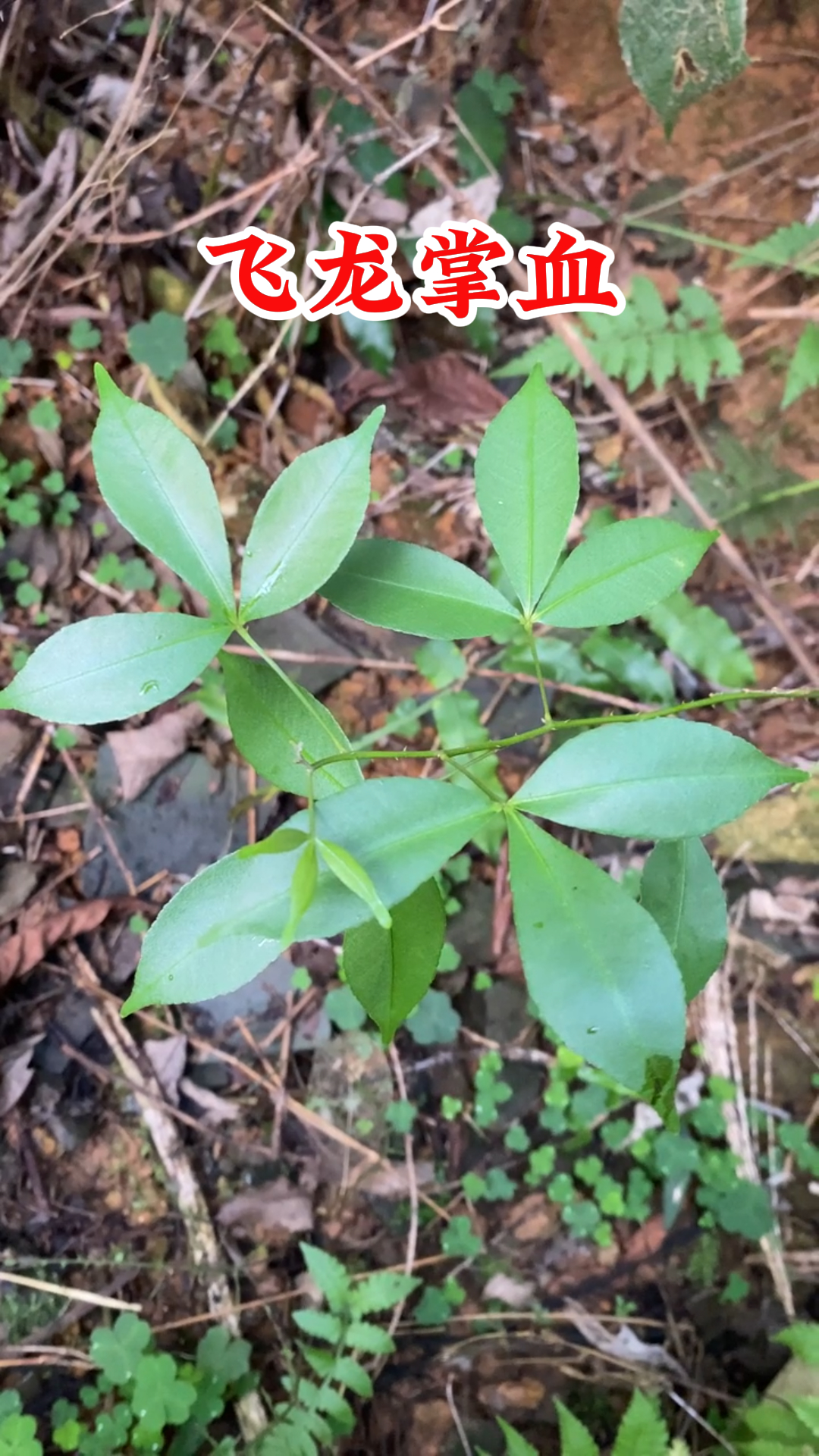 动态连更挑战# 飞龙掌血,像武侠小说里的名字,你对它了解吗?
