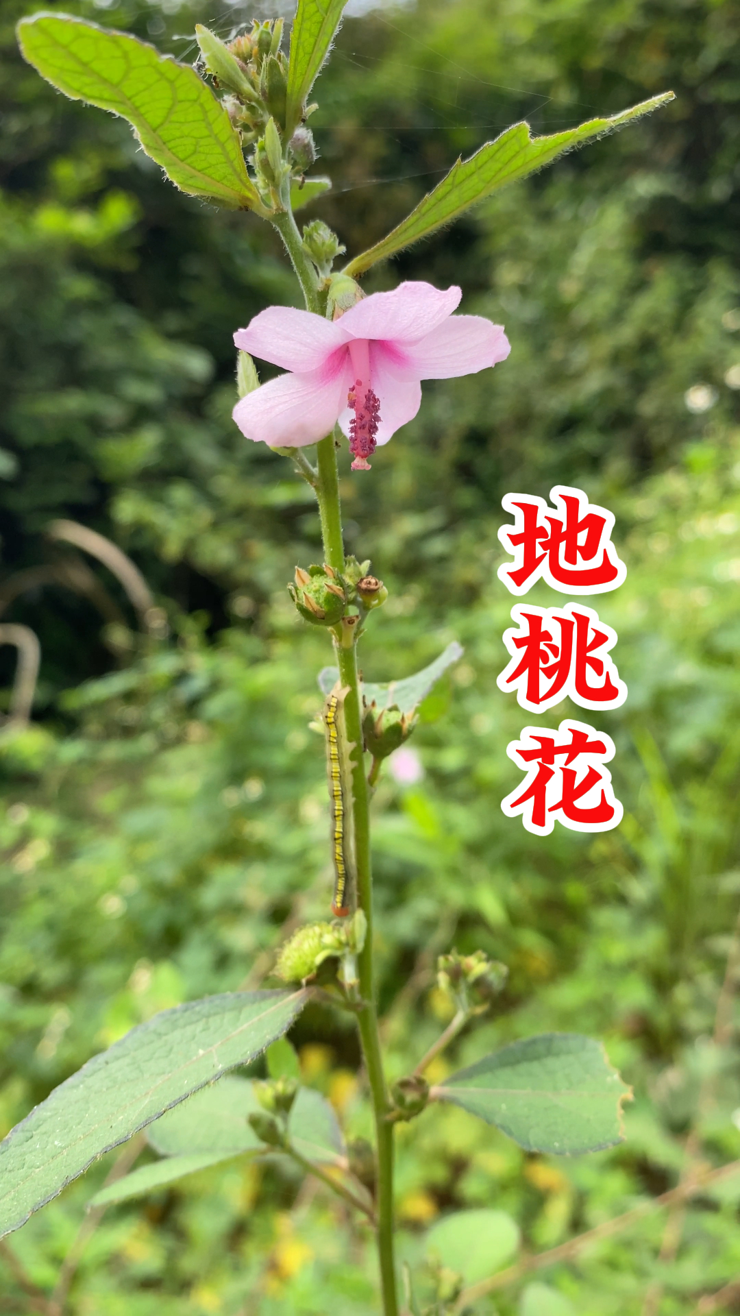动态连更挑战# 在农村田间地头开着淡粉色花的植物,你们认识吗?