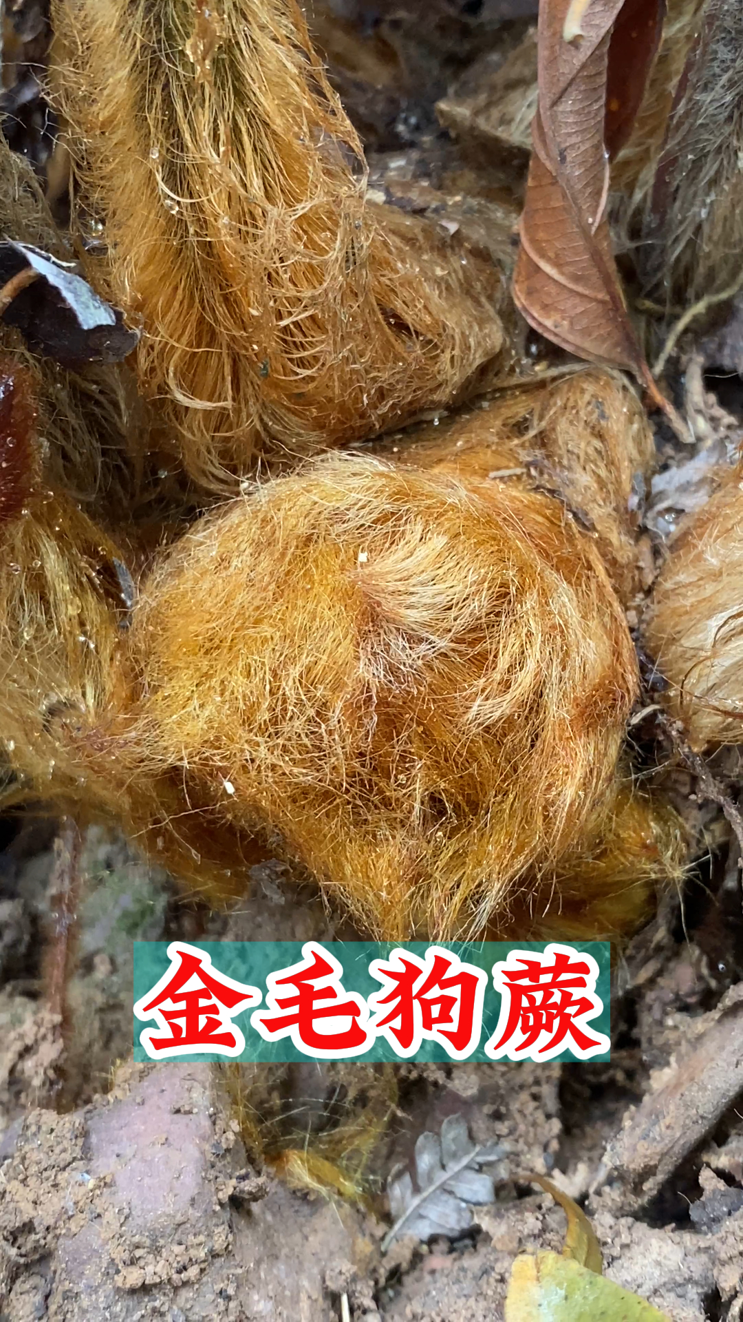 金毛狗蕨是什么植物图片