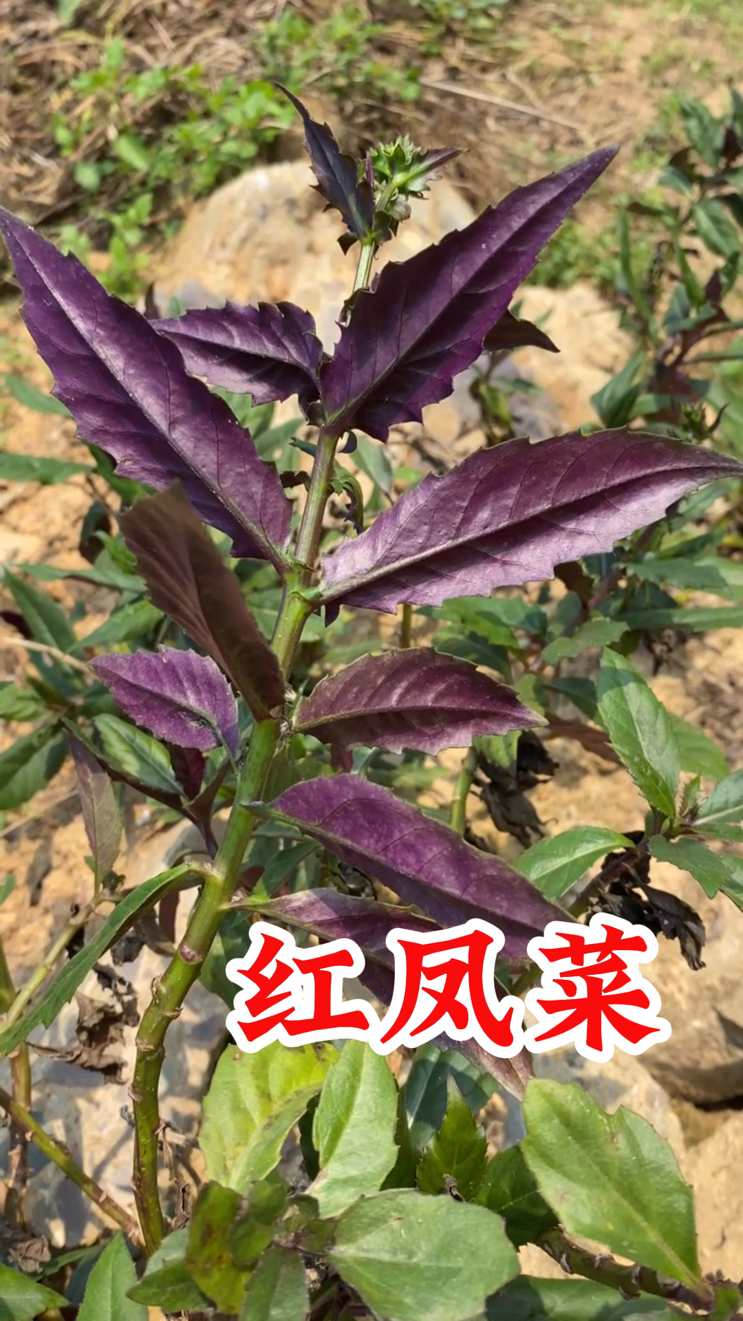 动态连更挑战# 农村常见红凤菜也叫"血皮菜",你知道它的价值吗?