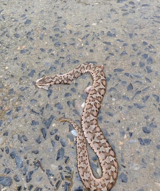 土布袋这家伙跟泥土烂树叶一个色儿,往地里一趴根本瞅不见