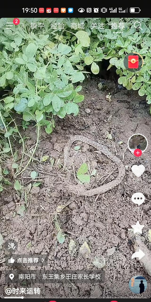 土布袋这家伙跟泥土烂树叶一个色儿,往地里一趴根本瞅不见