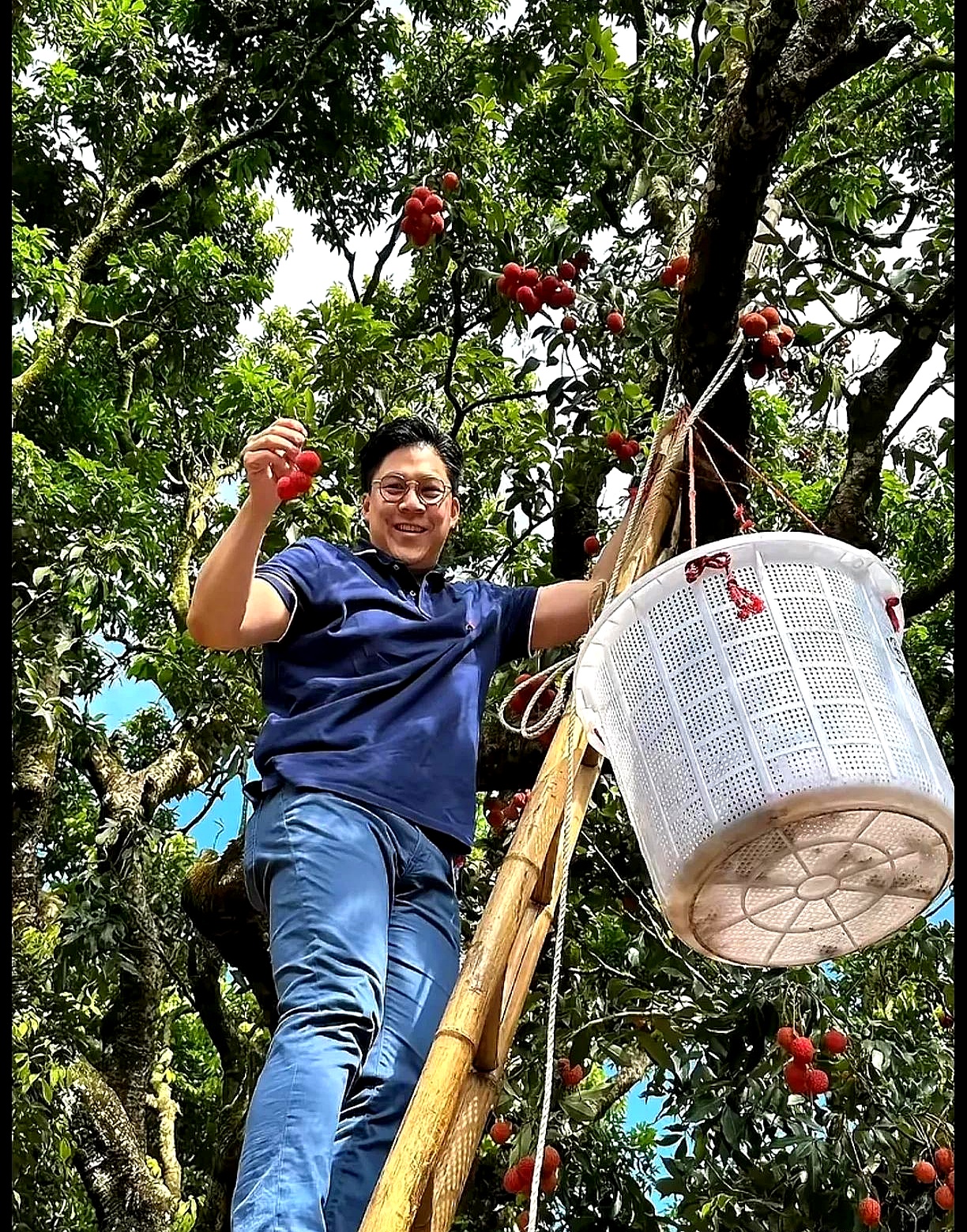 手里拿着荔枝霍启刚摘荔枝看他爬在高高的梯子上手里拿着荔枝脸上