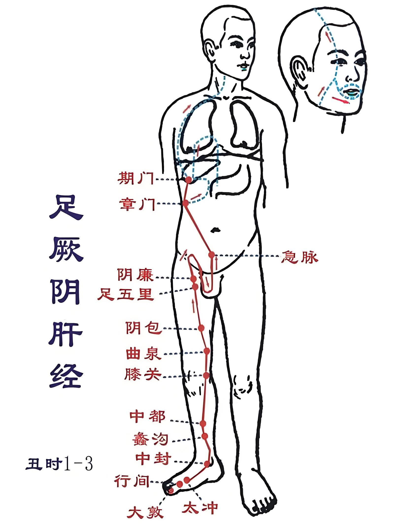 图及走向肝胆经肝胆经的位置在哪里呢肝经不通人体肝经络走向示意图