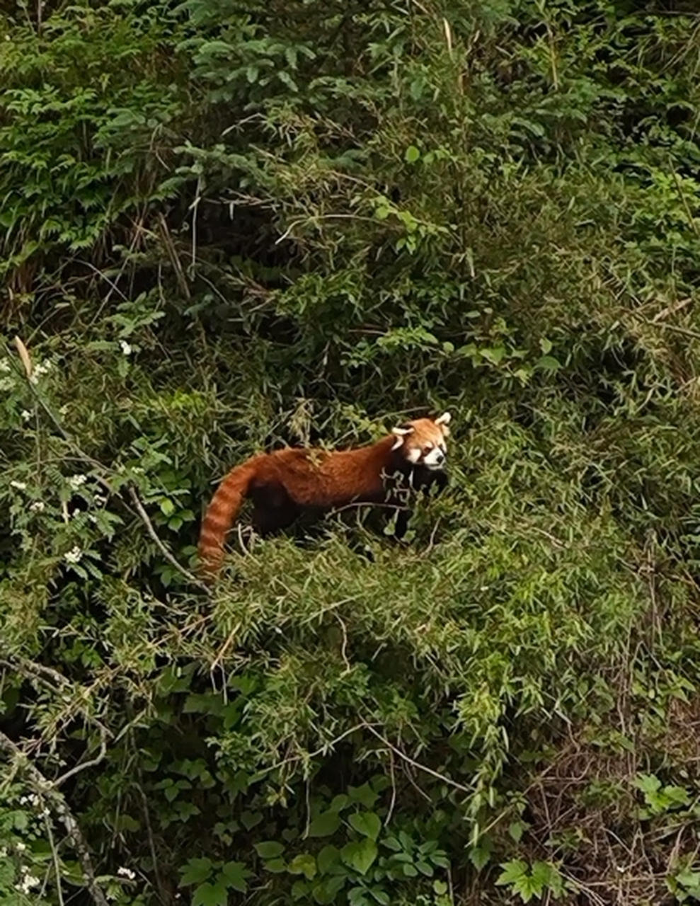 野生牢底坐穿兽