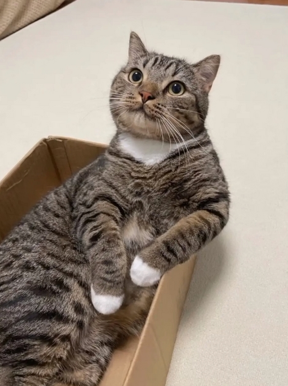 大家一定要警惕这种笑脸猫