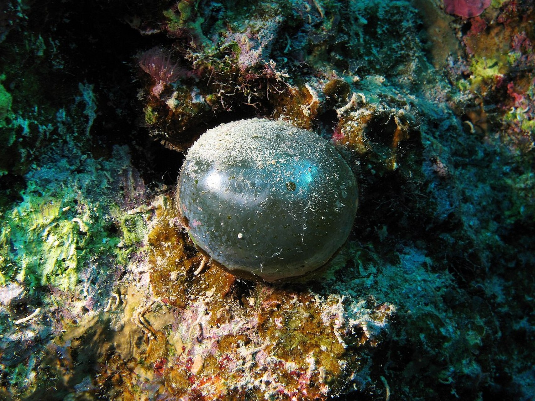 这是一种藻类,学名valonia ventricosa,通常被叫作大圆气泡藻或者海