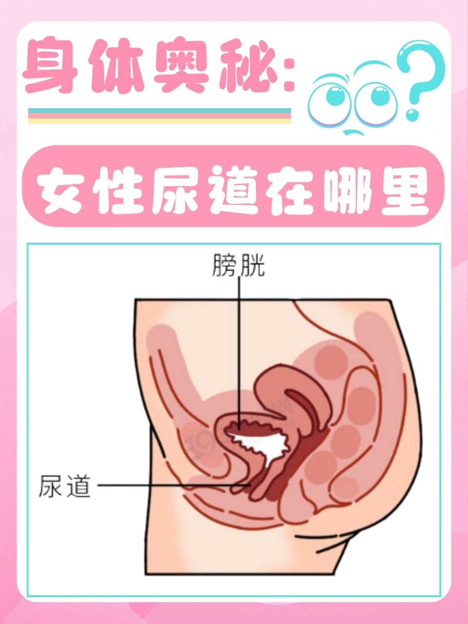 女性尿道位于耻骨联合之后,阴道前方,自膀胱颈尿道内口开始,向下