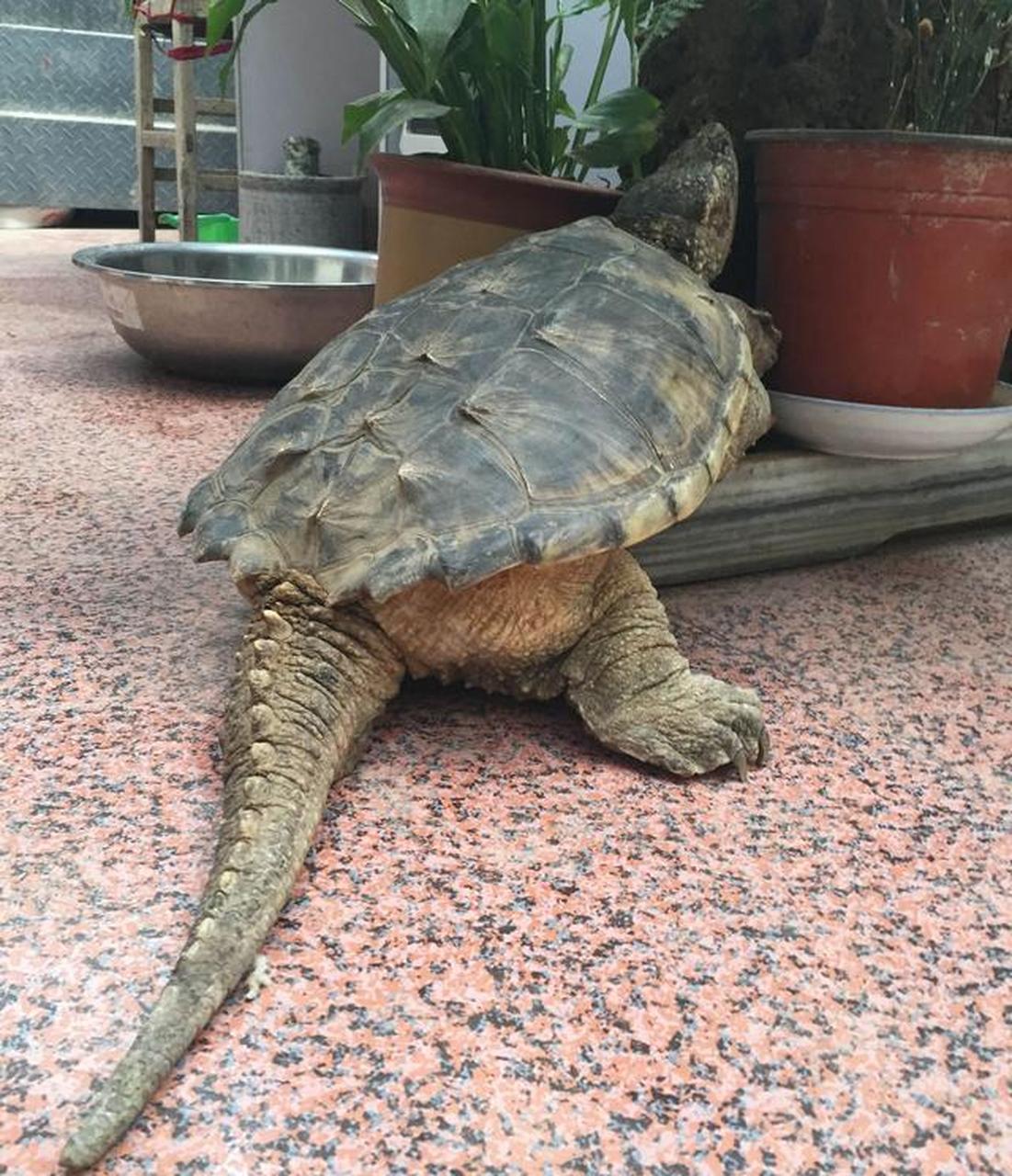 鳄龟是凶猛的捕食者,主要以肉食为主.