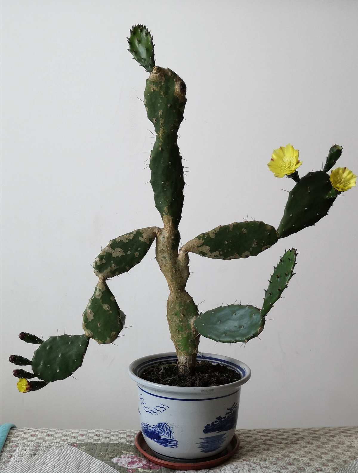 在风水学中,仙人掌被认为具有辟邪,镇宅的作用,能够带来好运和吉祥.