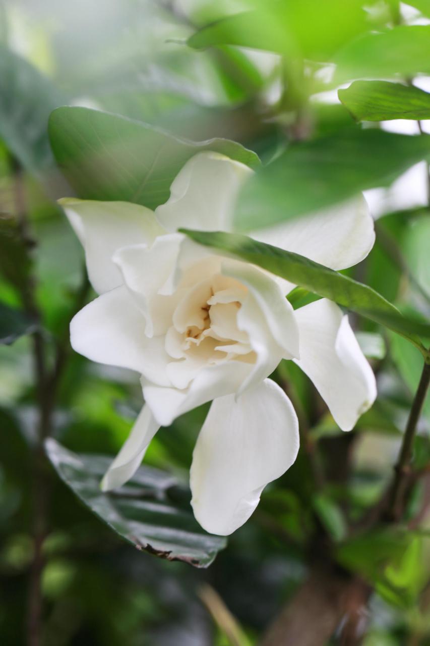 桅子花的养殖方法与注意事项: 桅子花(通常也被称为栀子花)的养殖方法