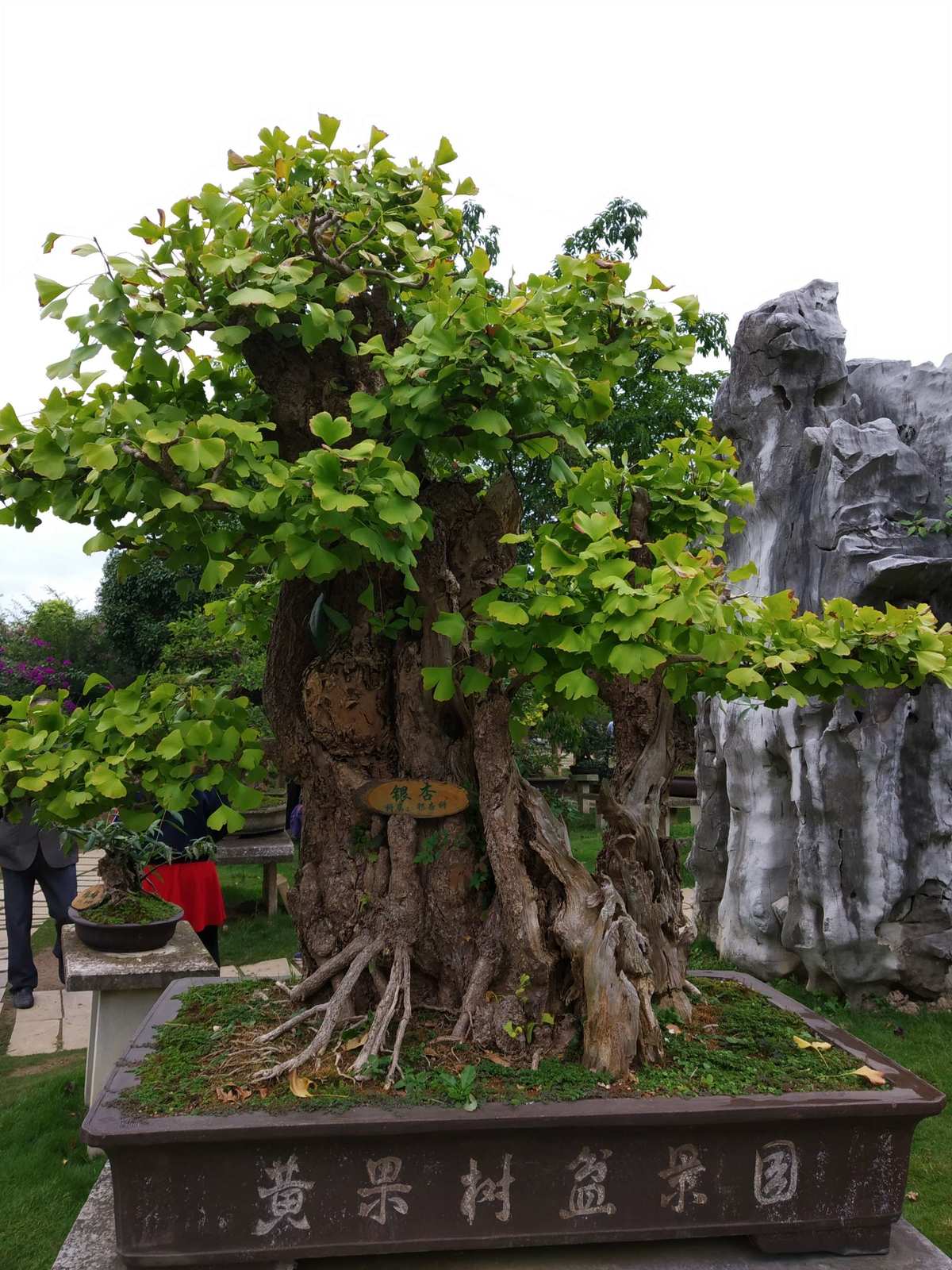黄果树,也被称为黄葛树,是荨麻目桑科的一种植物.