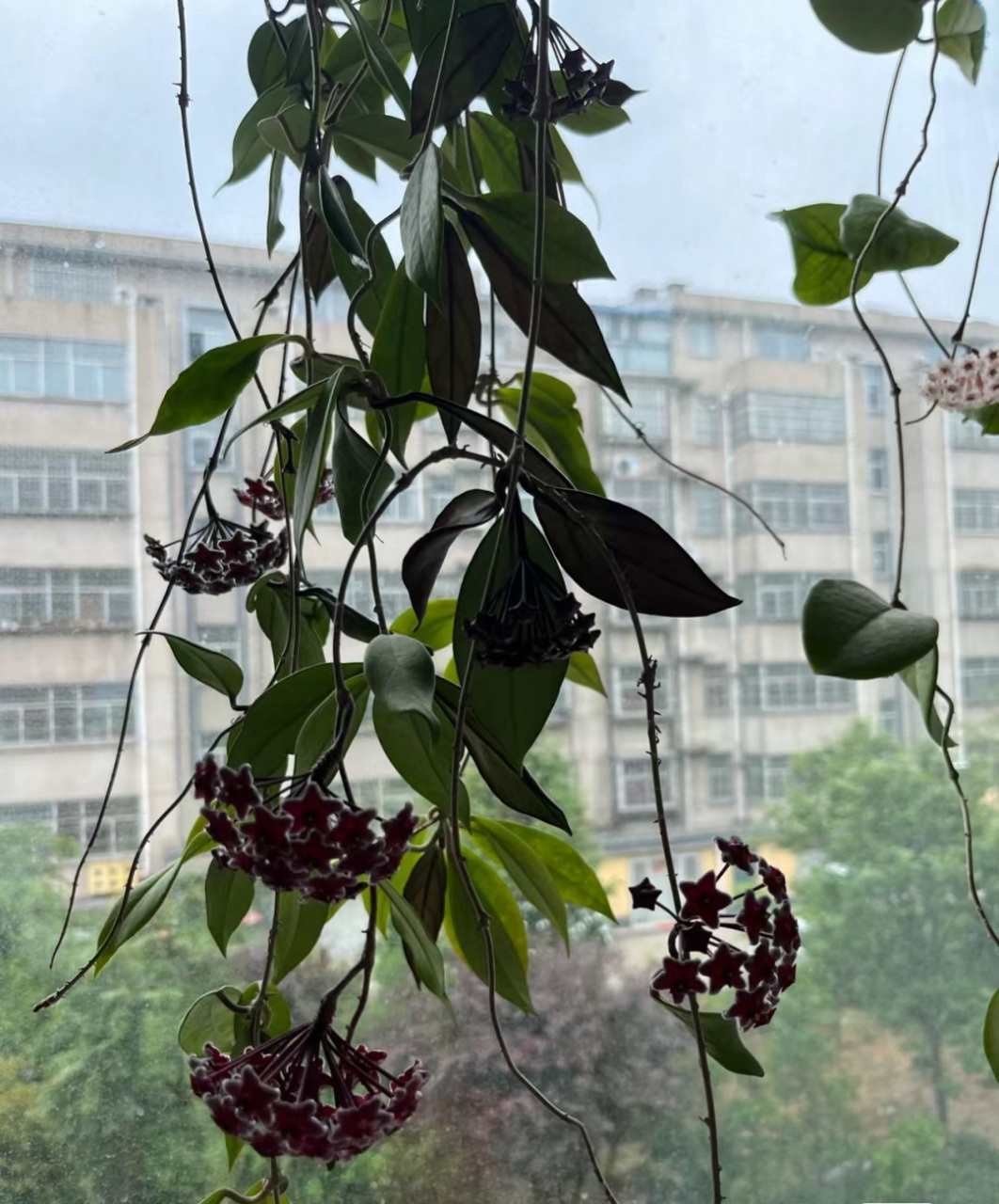 室内绿植之"天花板"——黑巴顿球兰,耐阴皮实好养活,放在室内有斜射