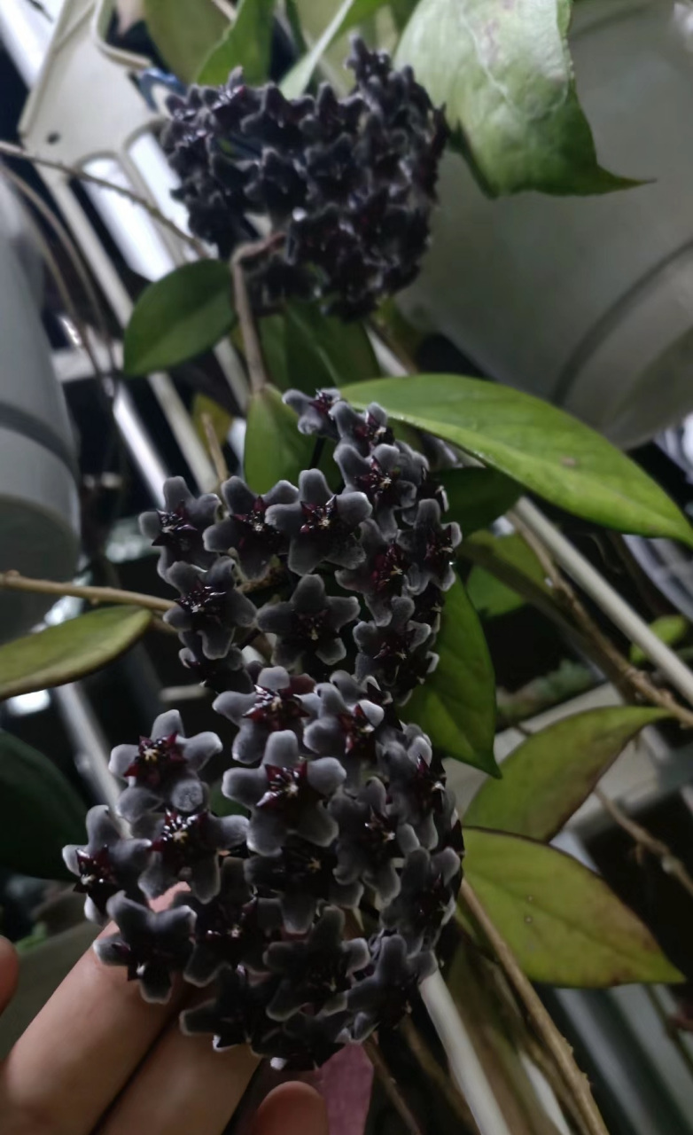 室内绿植之"天花板"——黑巴顿球兰,耐阴皮实好养活,放在室内有斜射