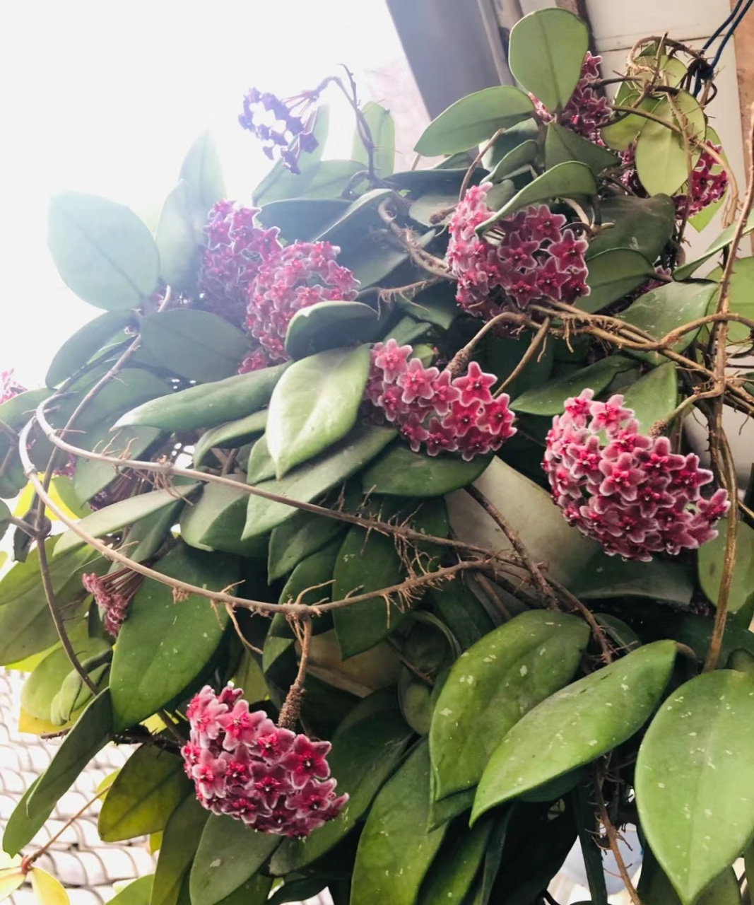 室内绿植之"天花板"——黑巴顿球兰,耐阴皮实好养活,放在室内有斜射